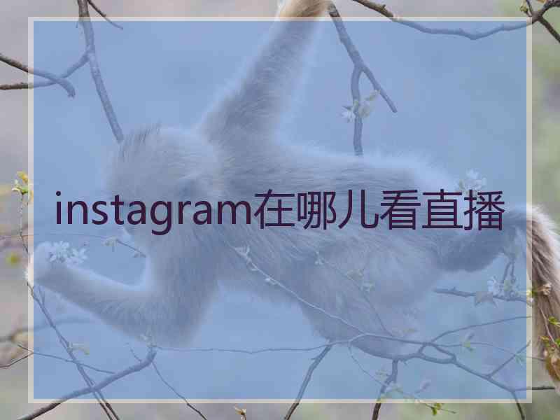 instagram在哪儿看直播